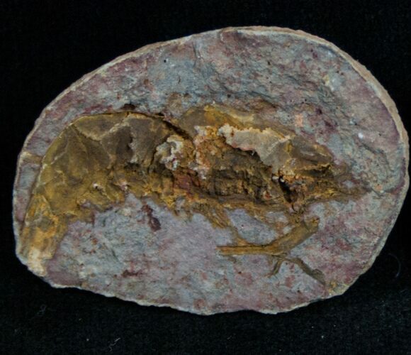 Triassic Fossil Shrimp From Madagascar #7264